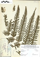 藏品(瓦氏鳳尾蕨)的圖片